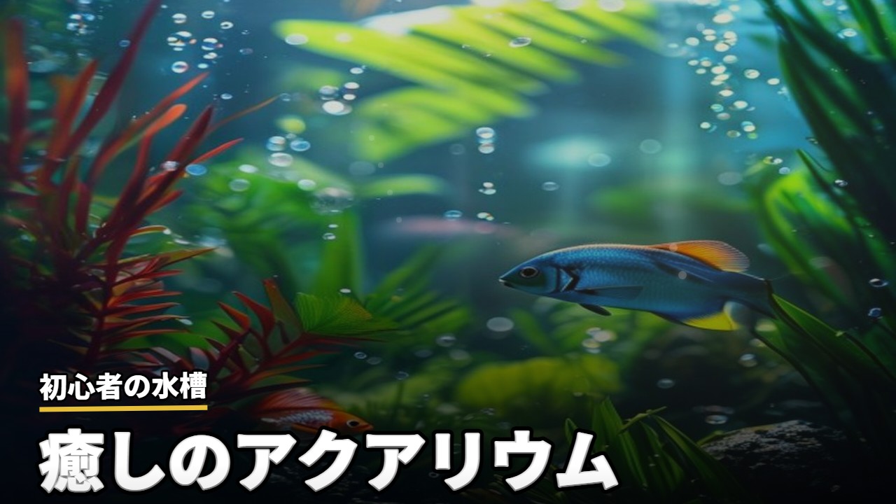 アクアリウム